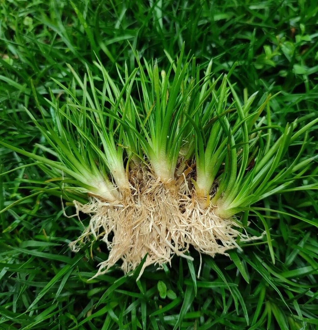 Eriocaulon sp. japan ADET