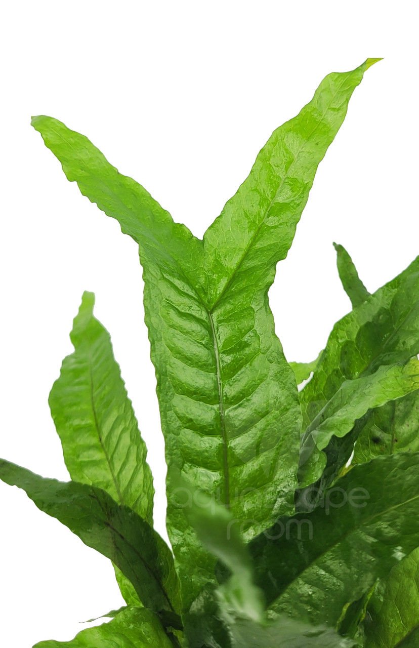 Microsorum pteropus thor\'s hammer 10-15 YAPRAKLI PORSİYON