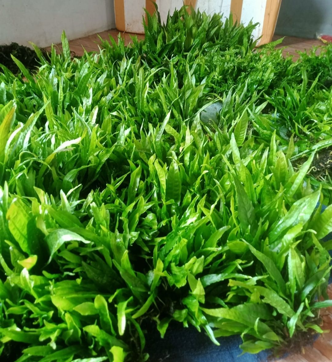 Microsorum pteropus (Java Fern) 250 GRAM