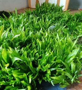 Microsorum pteropus (Java Fern) 250 GRAM