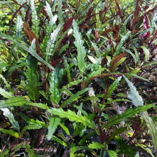 Hemigraphis repanda İTHAL BUKET