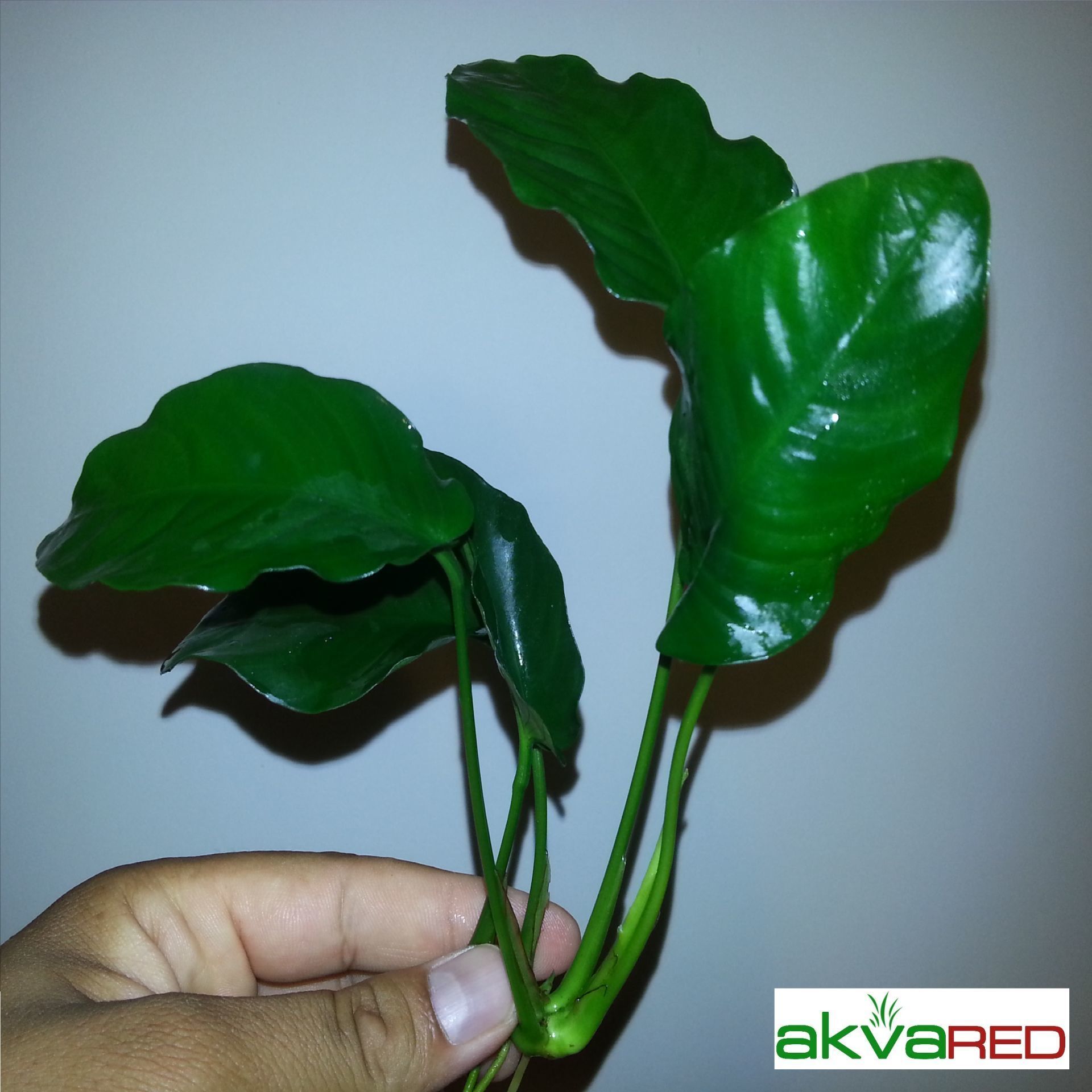 Anubias barteri var. barteri ADET - APC