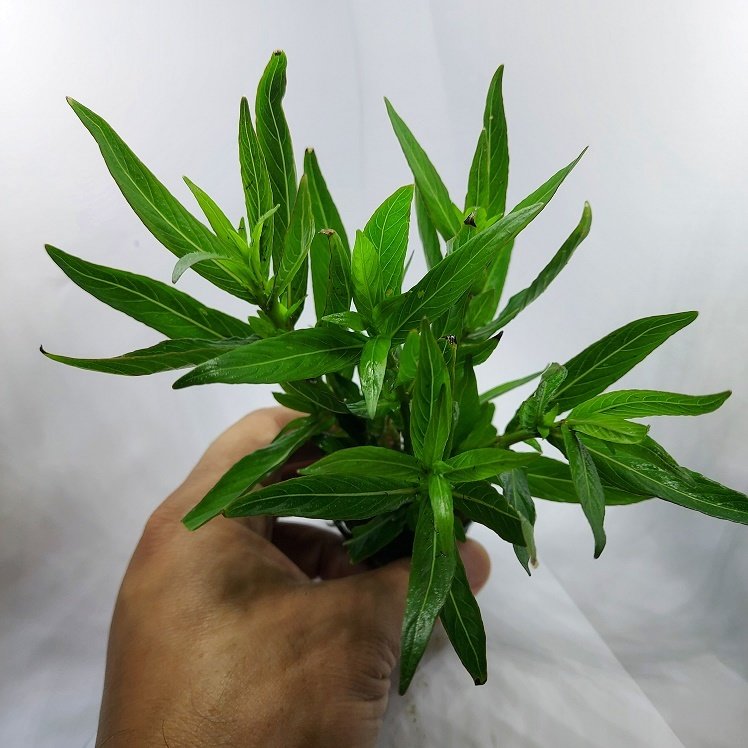 Hygrophila parawitota İTHAL BUKET