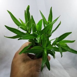 Hygrophila parawitota İTHAL BUKET