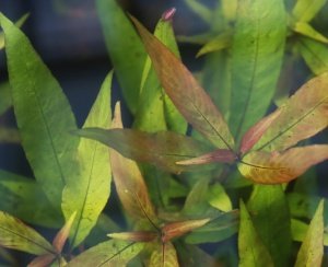 Hygrophila parawitota İTHAL BUKET