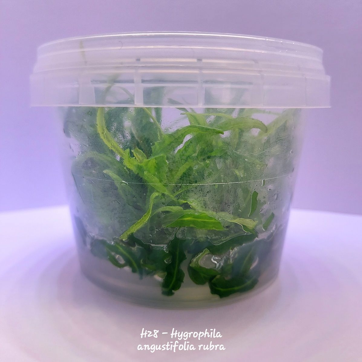 Hygrophila angustifolia rubra IN VITRO CUP