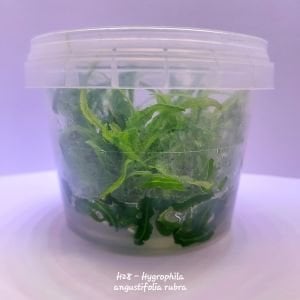 Hygrophila angustifolia rubra IN VITRO CUP