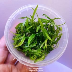 Hygrophila angustifolia rubra IN VITRO CUP