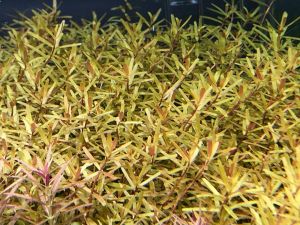 Rotala manipurensis IN VITRO CUP