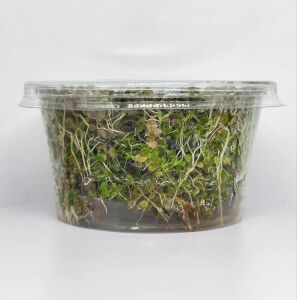 Rotala manipurensis IN VITRO CUP