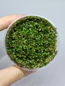 Rotala manipurensis IN VITRO CUP