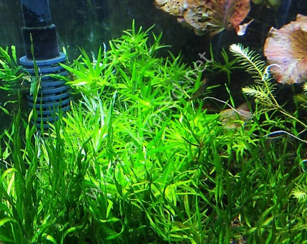 Heteranthera zosterifolia İTHAL BUKET