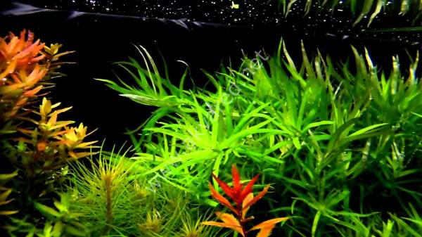 Heteranthera zosterifolia İTHAL BUKET