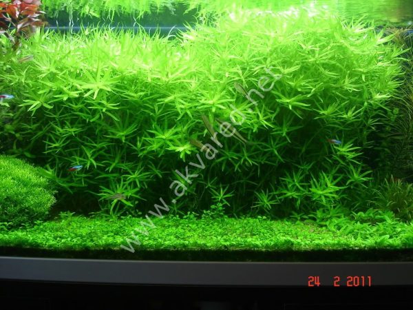 Heteranthera zosterifolia İTHAL BUKET