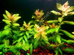 Hygrophila rosanervis  Premium POT