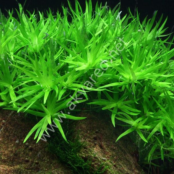 Heteranthera zosterifolia EXVITRO