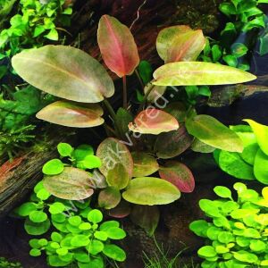 Lagenandra meeboldii red round  Premium POT