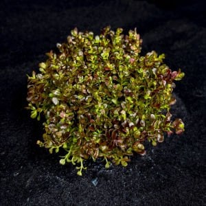 Rotala macrandra mini pink IN VITRO CUP