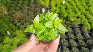 Staurogyne repens  Premium POT