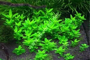 Staurogyne repens  Premium POT