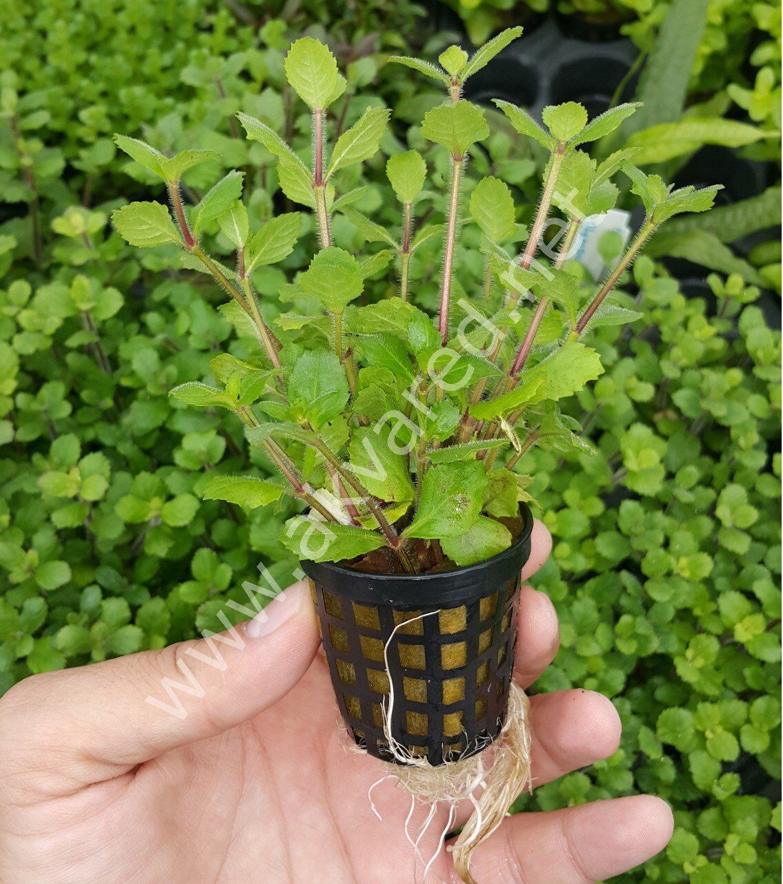 Hygrophila difformis (Çınar)  Premium POT