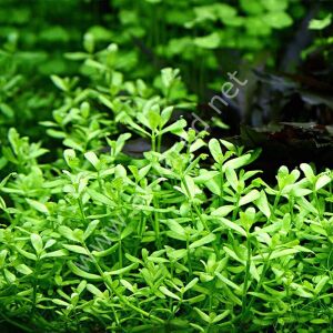 Bacopa monnieri  Premium POT