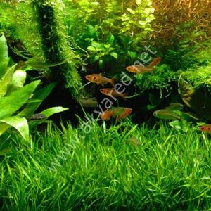 Lilaeopsis brasiliensis  Premium POT