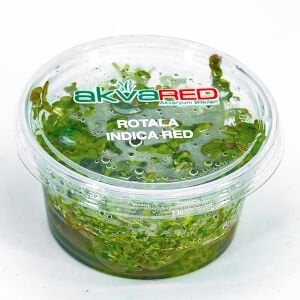 Rotala indica red IN VITRO CUP