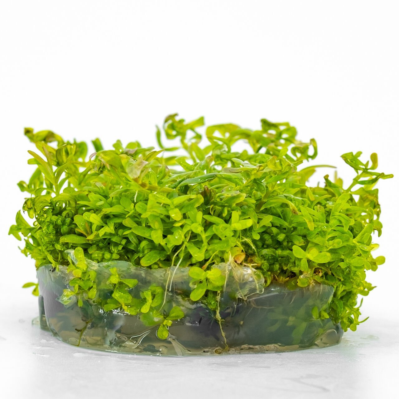 Rotala indica red IN VITRO CUP
