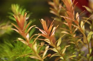 Rotala indica red IN VITRO CUP