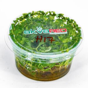 Hygrophila rosanervis IN VITRO CUP