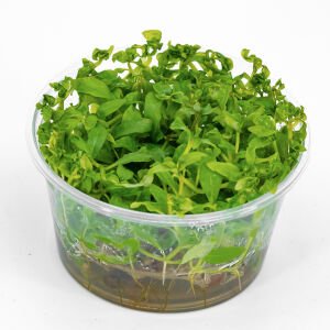 Hygrophila rosanervis IN VITRO CUP