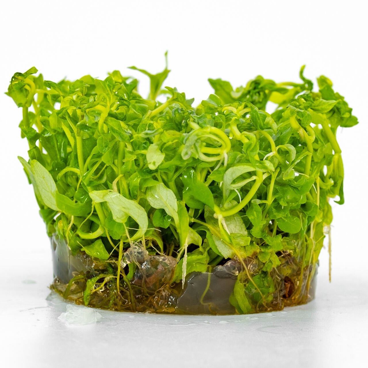 Hygrophila rosanervis IN VITRO CUP