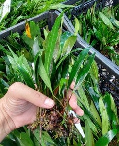 Anubias afzelii İTHAL ADET