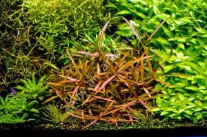 Hygrophila araguaia Premium POT