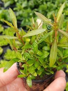 Hygrophila araguaia Premium POT