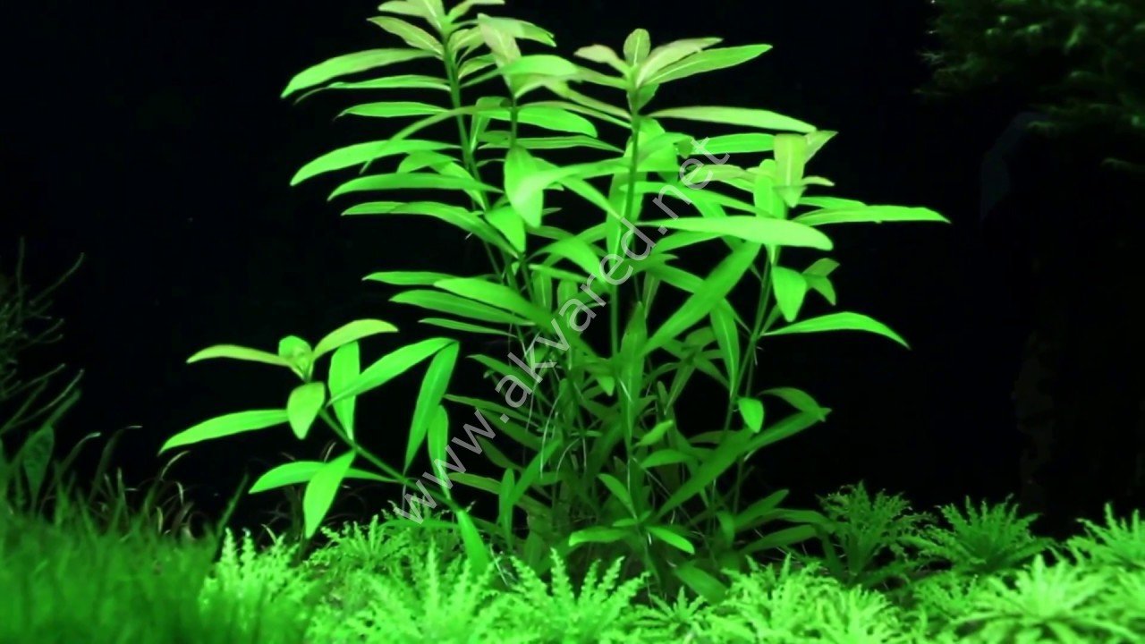 Hygrophila polysperma (Zeytin) İTHAL BUKET