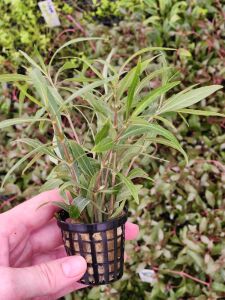 Hygrophila araguaia Premium POT