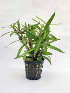 Hygrophila araguaia Premium POT