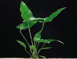 Anubias hastifolia ADET