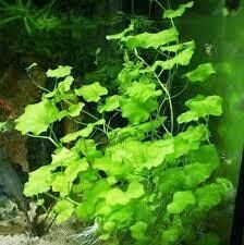 Cardamine lyrata Premium POT