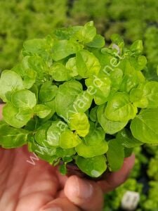 Cardamine lyrata Premium POT