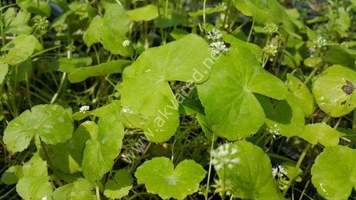 Hydrocotyle leucocephala İTHAL BUKET