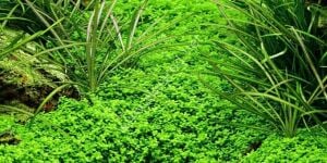 Hemianthus callitrichoides cuba Premium POT