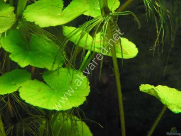 Hydrocotyle leucocephala ADET