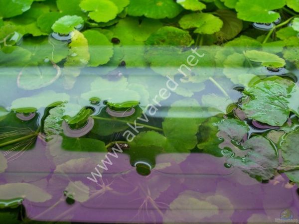 Hydrocotyle leucocephala ADET