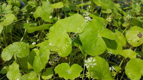 Hydrocotyle leucocephala ADET
