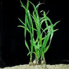 Crinum thaianum (Soğan) ADET