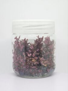 Rotala rotundifolia reddish vietnam Premium POT