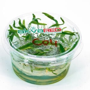 Cryptocoryne lucens IN VITRO CUP